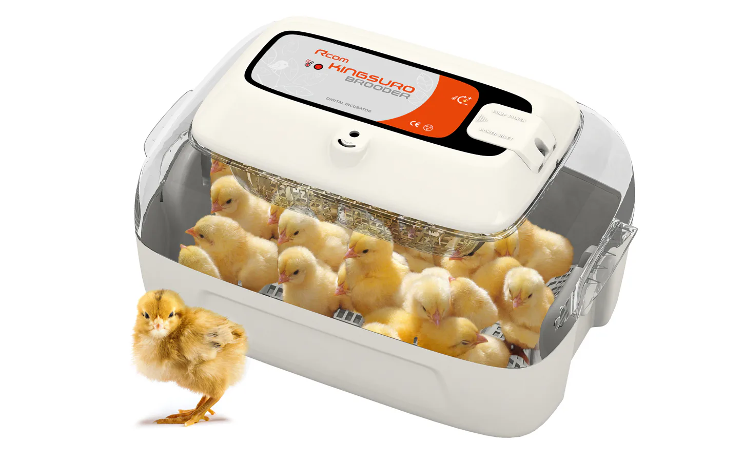 Rcom KINGSURO ECO BROODER: Брудер с молодняком